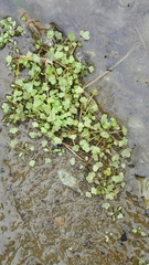 Ranunculus hyperboreus