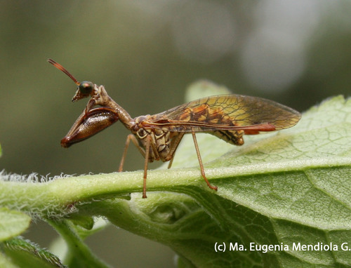 Xeromantispa scabrosa