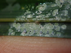 Calopadia subcoerulescens