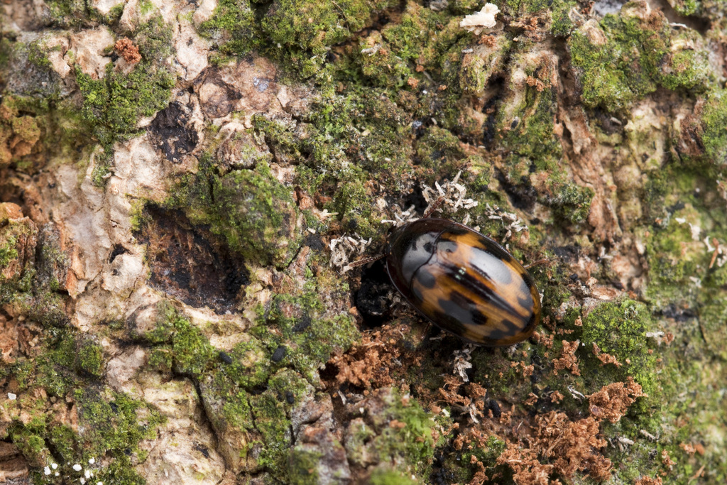 Platydema flavopicta