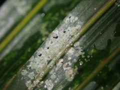 Calopadia subcoerulescens
