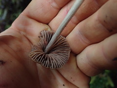 Entoloma latericolor