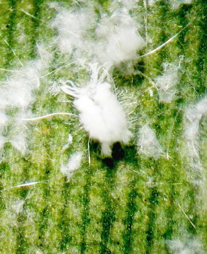 Whitefly