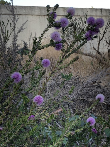 Melaleuca nesophila, photographed by an iNaturalist contributor