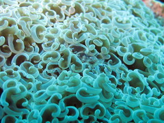 Ancylomenes sarasvati