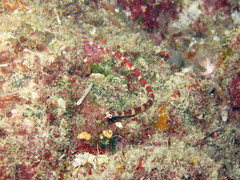 Corythoichthys amplexus