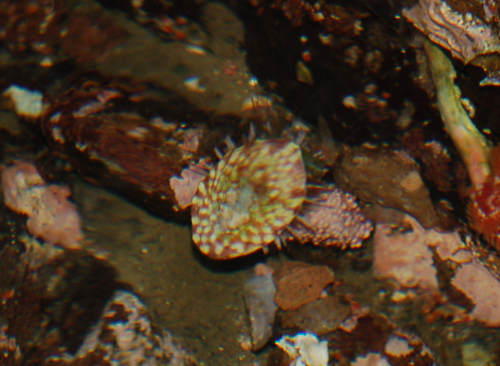 Rocking Chair Limpet