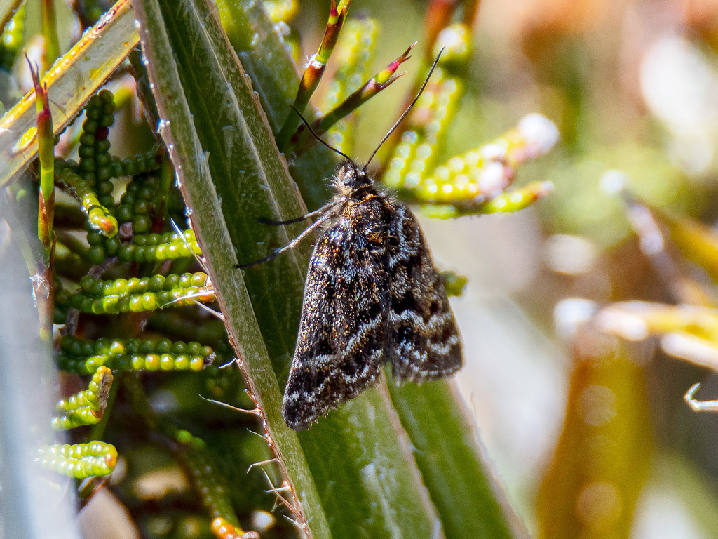 Dirce lunaris