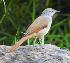 Cichladusa arquata