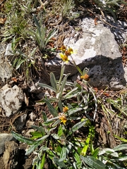 Senecio carnerensis