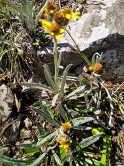 Senecio carnerensis