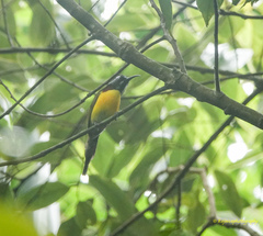 Aethopyga nipalensis