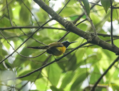Aethopyga nipalensis