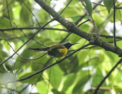 Aethopyga nipalensis