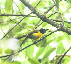 Aethopyga nipalensis