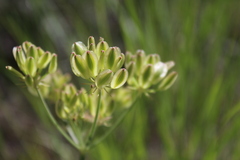 Lomatium triternatum