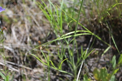 Lomatium triternatum