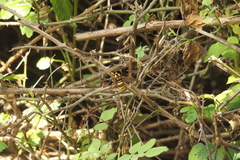 Sesia apiformis