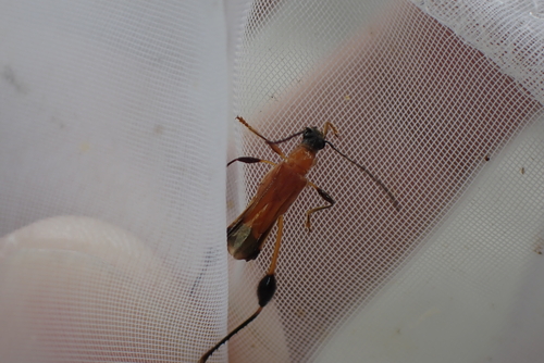 Merionoeda uraiensis