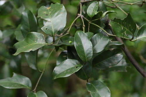 Image of Gnetum luofuense by no rights reserved