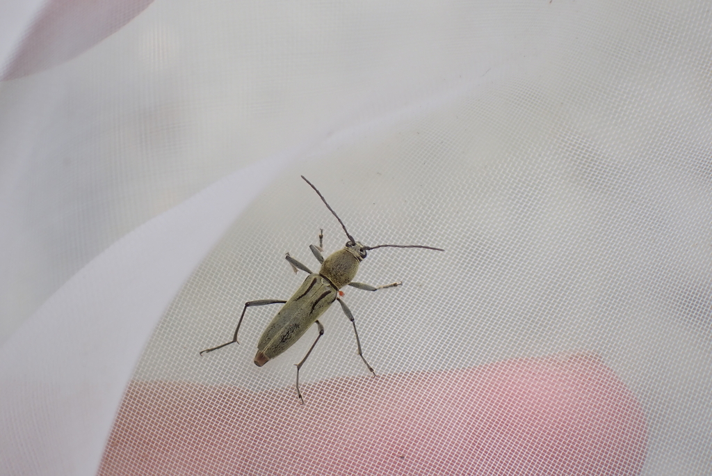 Chlorophorus probsti