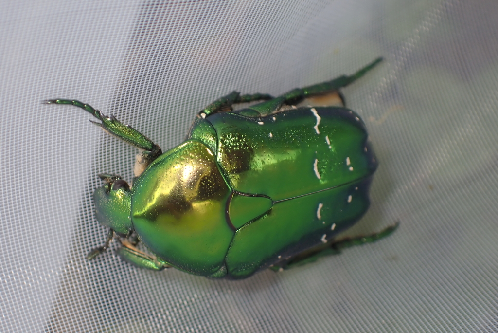 Protaetia elegans