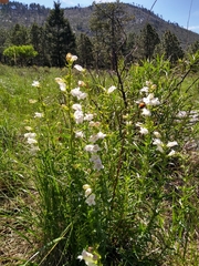Penstemon campanulatus