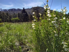 Penstemon campanulatus