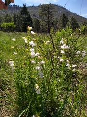 Penstemon campanulatus