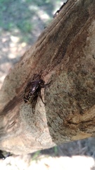 Protaetia orientalis sakaii