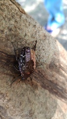 Protaetia orientalis sakaii