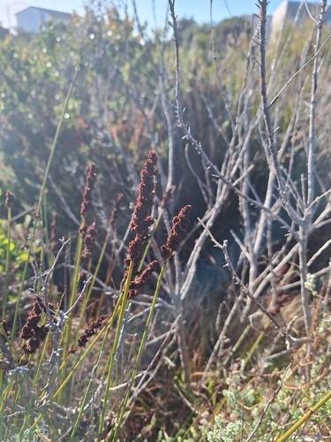 Image of Elegia tectorum by (c) Adele SL, some rights reserved (CC BY)