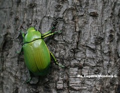 Chrysina psittacina