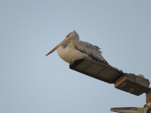 Pink-backed Pelican
