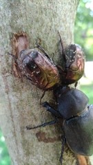 Protaetia orientalis sakaii