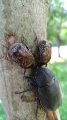 Protaetia orientalis sakaii