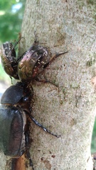 Protaetia orientalis sakaii