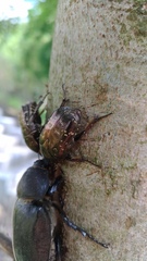 Protaetia orientalis sakaii