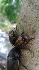 Protaetia orientalis sakaii