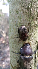 Protaetia orientalis sakaii