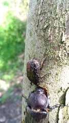 Protaetia orientalis sakaii