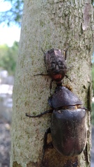 Protaetia orientalis sakaii