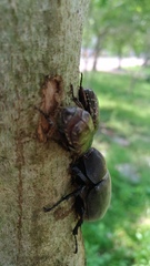 Protaetia orientalis sakaii