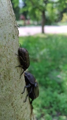 Protaetia orientalis sakaii