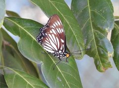Euripus nyctelius