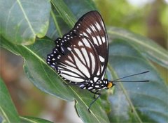 Euripus nyctelius