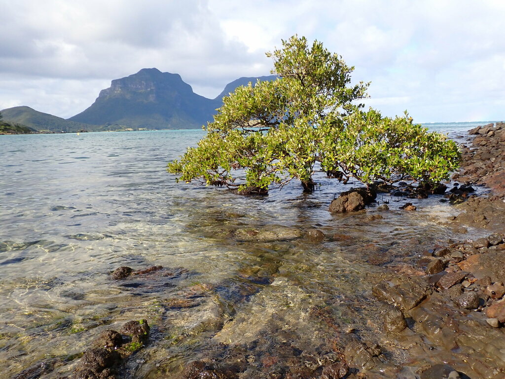 Grey Mangrove