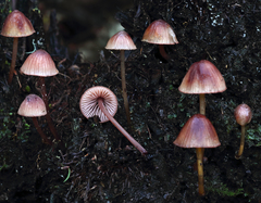 Mycena mariae