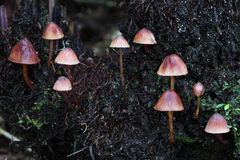 Mycena mariae
