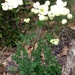 Thalictrum tuberosum - Photo (c) Isidre blanc,  זכויות יוצרים חלקיות (CC BY-SA)